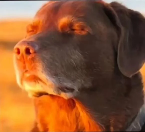 dog with that let me know song and meme